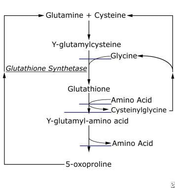 谷胱甘肽合成酶的生物化学途径。