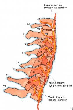 Anatomy of the cervical nerves (lateral view). 