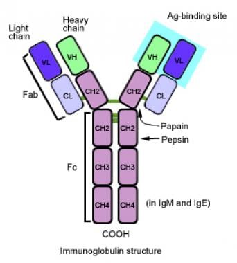 Immune System Anatomy: Overview, Microscopic Anatomy