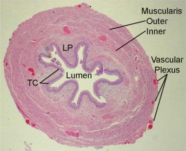 Histology of the ureter. LP = lamina propria; TC =