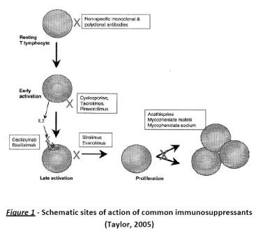 Schematic sites of action of common immunosuppress