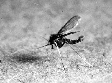 Sandfly. Courtesy of Kenneth F. Wagner, MD. 