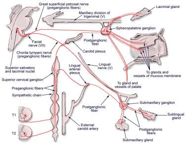 Sphenopalatine ganglion and its connections. Paras