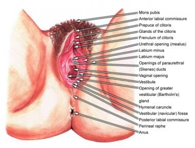 External female genitalia. 