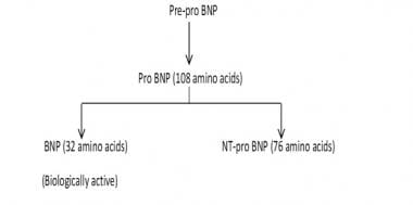 Bnp Levels Chart