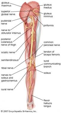 Posterior view of the leg, showing the sciatic ner