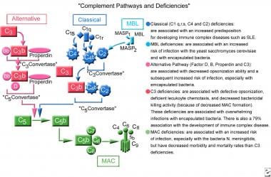 Complement pathways and deficiencies. 