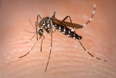 白纹伊蚊。由迪斯中心提供