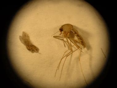 Comparison of a sandfly (left) and a mosquito (rig
