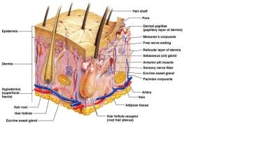Detailed diagram of the skin. Courtesy of Wikispac