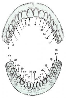 Numbering of adult teeth. 