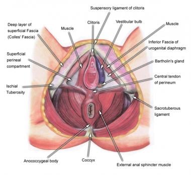 female reproductive organ side view