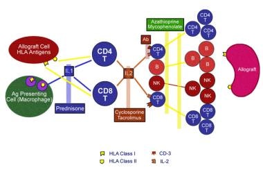 Cellular origin of the de novo formed tissue during organ