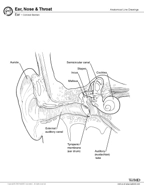 Cross-section of the middle and inner ear. 