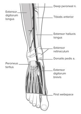 Deep peroneal nerve and adjacent structures. 