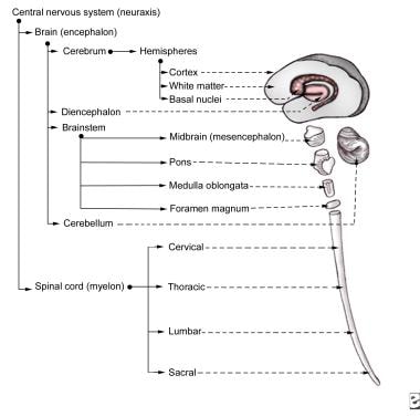 Initial evaluation and management of CNS injury. S