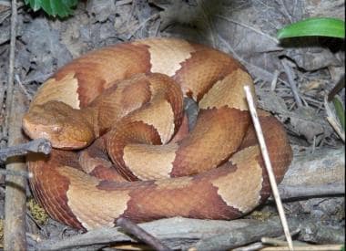 Broad-banded copperhead, Agkistrodon laticinctus. 