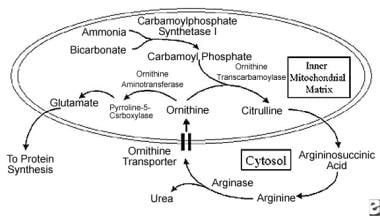 Important products and enzymes in ornithine metabo