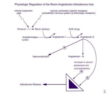 Physiologic regulation of the renin-angiotensin-al