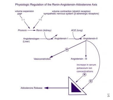 肾素-血管紧张素的生理调节