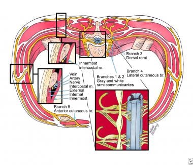 Anatomy of intercostal nerves (cross-sectional vie