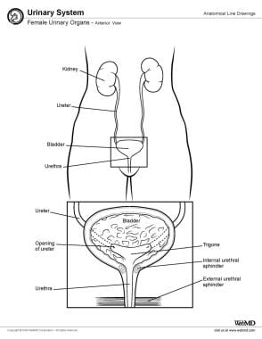 女性泌尿器官，前视图。