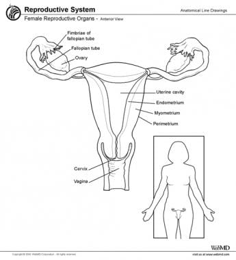 The female reproductive organs. 