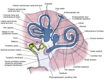 Inner ear: bony and membranous labyrinths. 