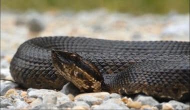 Western cottonmouth, Agkistrodon piscivorus leucos