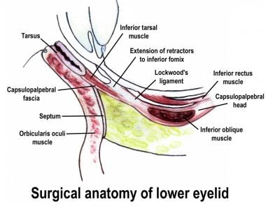 Eyelid anatomy. 