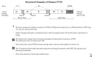 Structural domains of human factor VIII. Adapted f