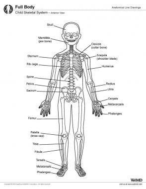 儿童骨骼系统，前视图。