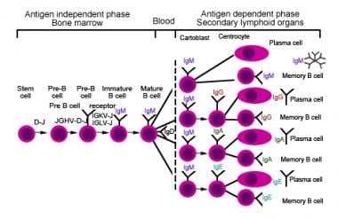 B cell maturation pathway. 