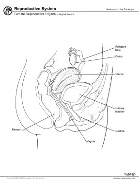 The female pelvis. 