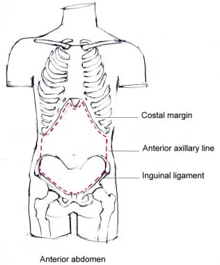 Boundaries of the anterior abdominal wall. 