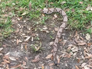 Eastern copperhead, Agkistrodon contortrix. Courte