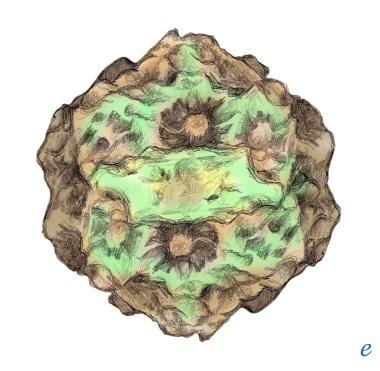An electron micrograph of canine parvovirus, which