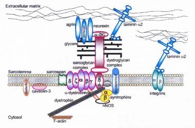 Dystrophin-glycoprotein complex bridges the inner 