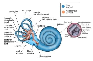 Anatomy of the labyrinth. 
