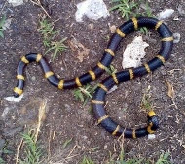 Aberrant Texas coral snake, Micrurus tener. Courte