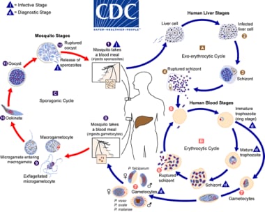 Malaria life cycle. Courtesy of the Centers for Di