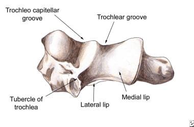 Supracondylar humerus fractures: anatomy. When vie