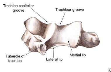 distal humerus anatomy