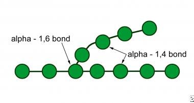 Glycogen molecule; by cleaving glycogen's 1,4 and 