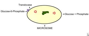Microsome is shown in relation to the substrate, g