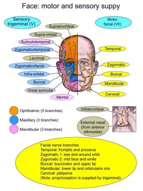 Motor and sensory facial innervation by the facial