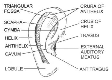 Subunits of the ear. Illustrated by Charles Norman