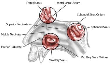 Lateral nasal wall anatomy and paranasal sinus ost