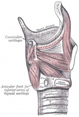 Ligaments of the larynx, posterior view. 