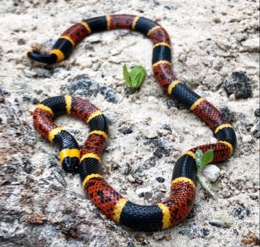 Texas coral snake, Micrurus tener. Courtesy of Chi